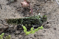 Angaracris barabensis