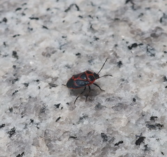 Eurydema gebleri