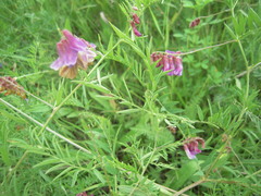 Vicia megalotropis