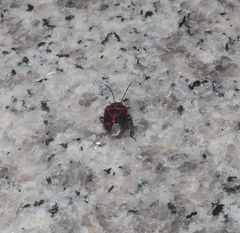 Eurydema gebleri