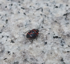 Eurydema gebleri