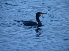 Phalacrocorax carbo