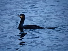 Phalacrocorax carbo