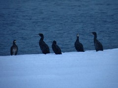 Phalacrocorax carbo