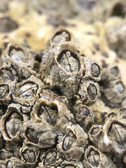 Collemopsidium sublitorale