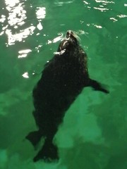 Phoca vitulina