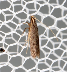 Lecithocera imprudens