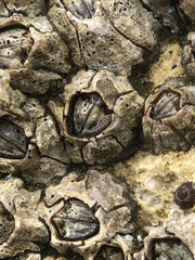 Collemopsidium sublitorale