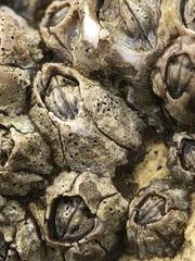 Collemopsidium sublitorale