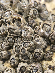 Collemopsidium sublitorale