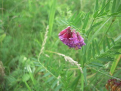 Vicia megalotropis