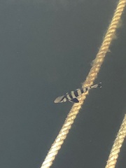 Seriola zonata