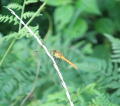 Sympetrum kunckeli