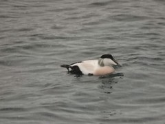 Somateria mollissima