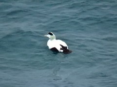 Somateria mollissima