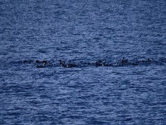 Somateria mollissima