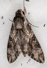 Agrius godarti