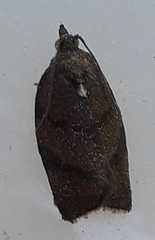 Argyrotaenia juglandana