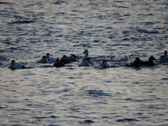 Somateria mollissima