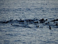 Somateria mollissima