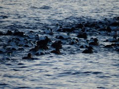 Somateria mollissima