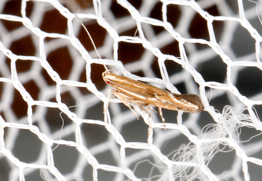 Labdia charisia