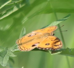 Junonia almana