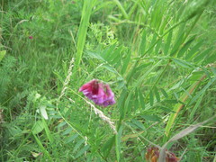 Vicia megalotropis