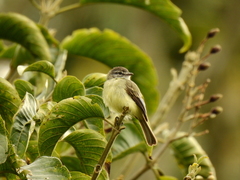 Camptostoma obsoletum