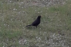 Turdus merula