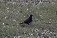Turdus merula