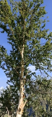 Betula utilis