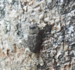 Anacypta