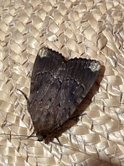 Amphipyra schrenckii