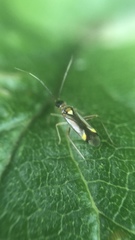 Campyloneura virgula