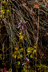 Aeollanthus parvifolius