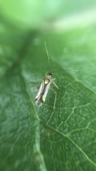 Campyloneura virgula