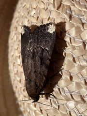 Amphipyra schrenckii