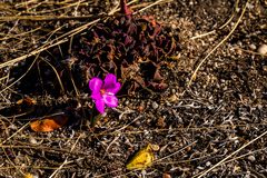 Anacampseros rufescens