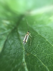 Campyloneura virgula