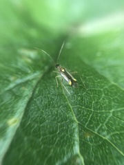 Campyloneura virgula