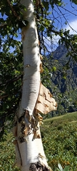 Betula utilis