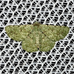 Aeolochroma viridicata