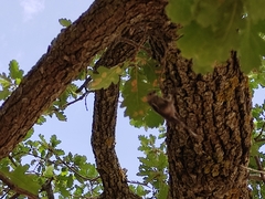 Aegithalos caudatus siculus