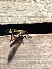 Panorpa japonica