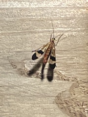Panorpa japonica
