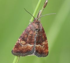 Photedes captiuncula