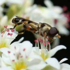 Syritta pipiens