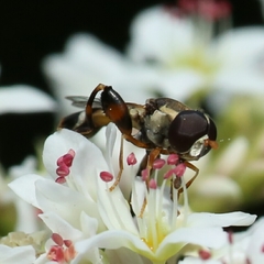 Syritta pipiens