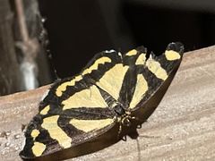 Psychostrophia melanargia